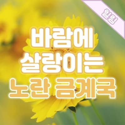 푸르른 여름날, 바람에 살랑이는 금계국꽃 가득한 길가에서🏵️