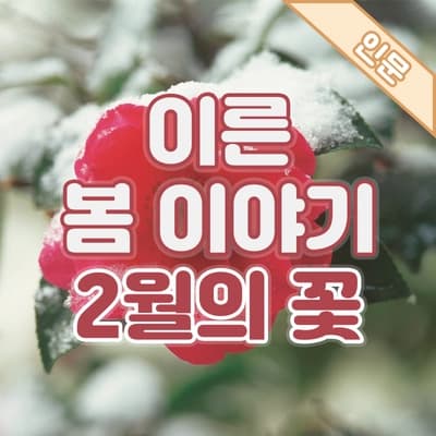 아직 추운데, 꽃이 핀다고요?🏵️ 2월의 꽃이 전하는 이른 봄 이야기