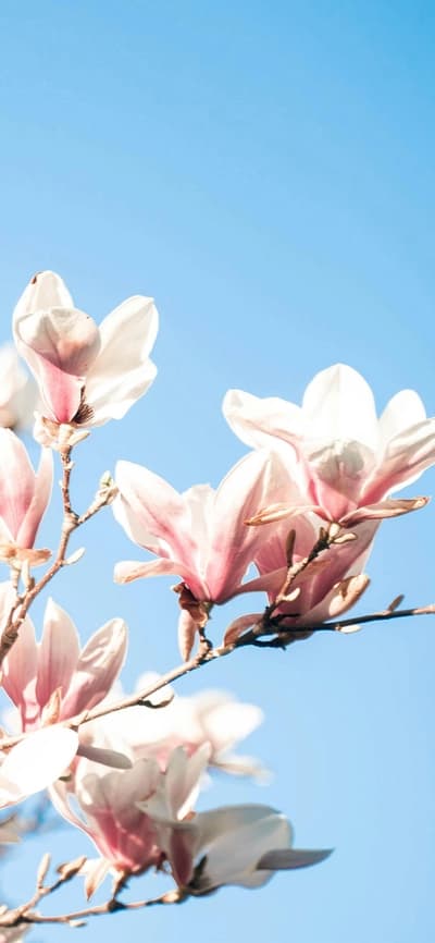 봄바람에 흔들리는 목련꽃